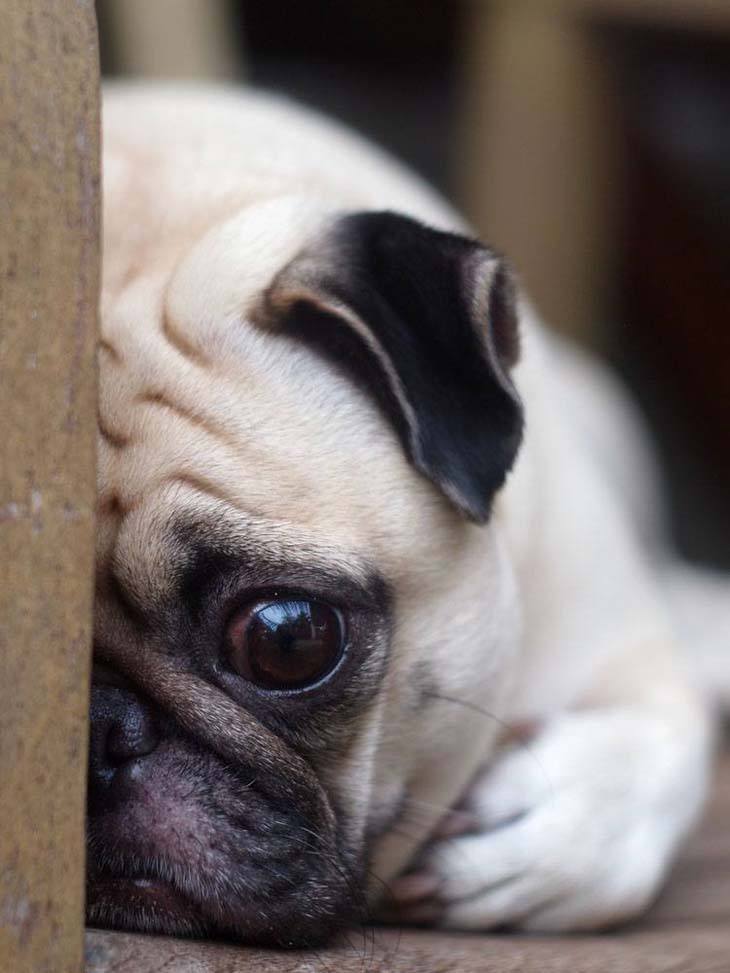 this pug has lost it's ball and now doesn't know what to do