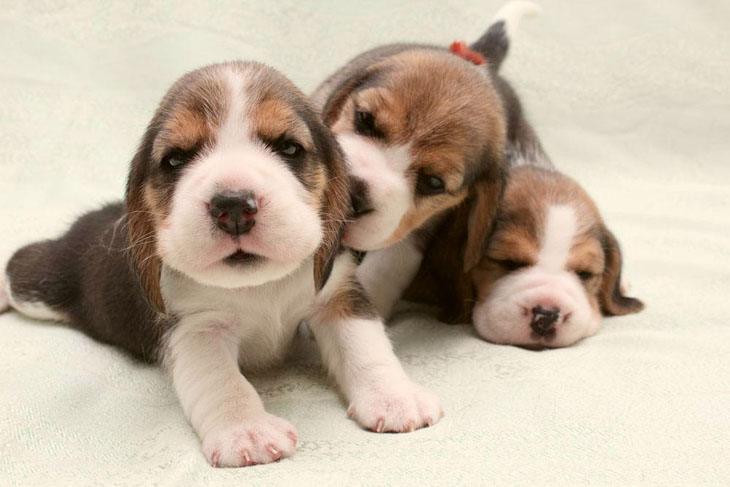 three beagle puupy friends