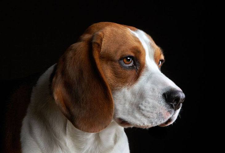 profile of a beagle