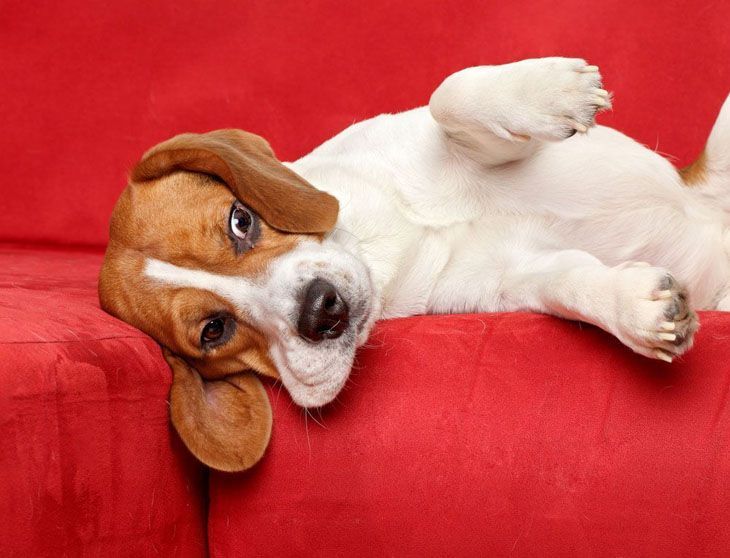 beagle about to fall off the edge of the couch