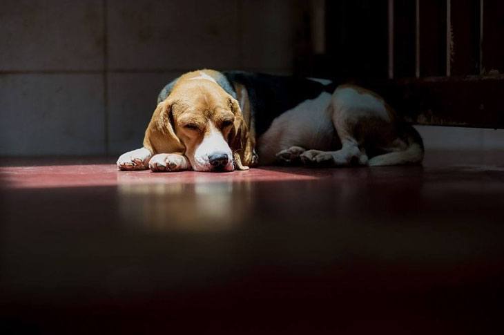 beagle dog taking a rest