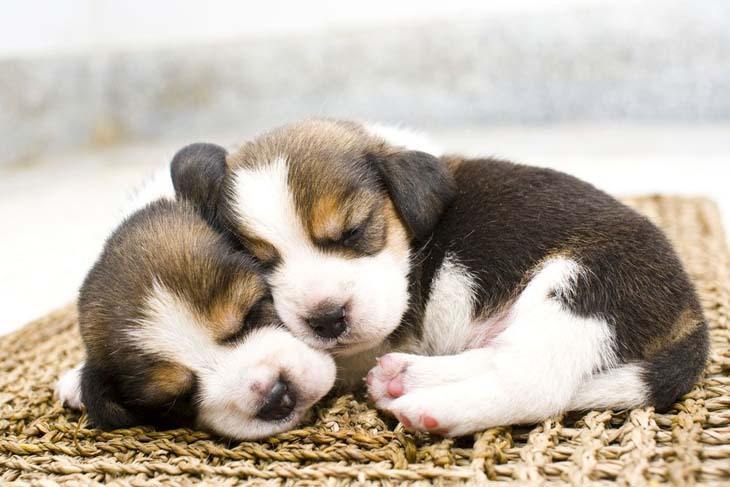 two beagle puppies taking a siesta