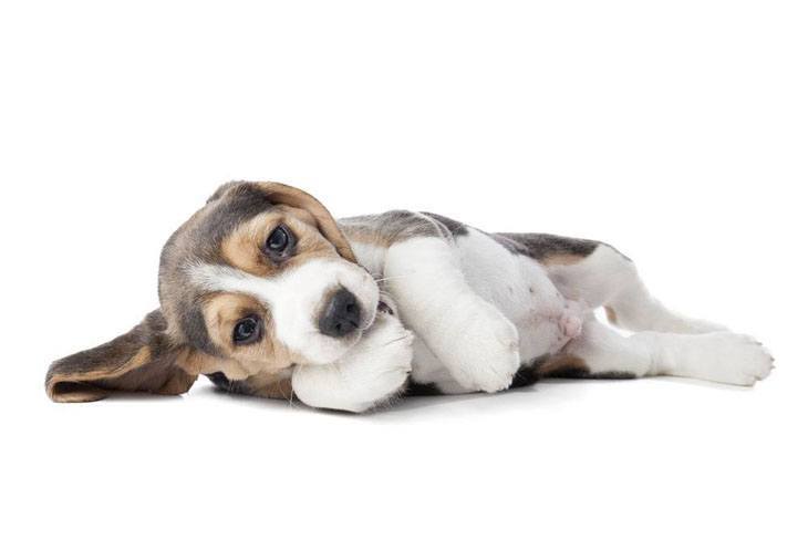 beagle puppy looking for a belly rub