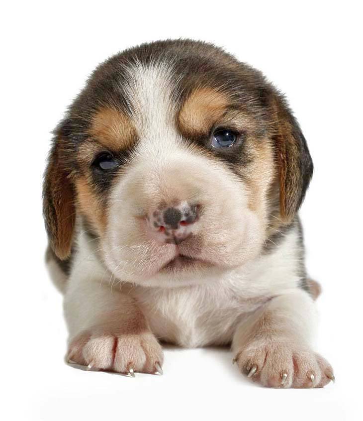 beagle puppy with a cute nose