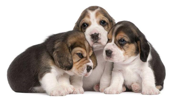 three adorable beagle puppies