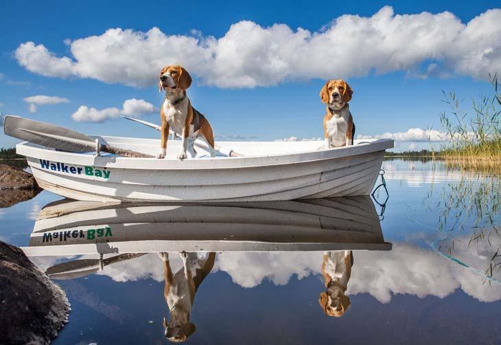 two beagles out on a boat