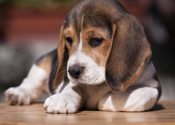 cute beagle pup falling asleep