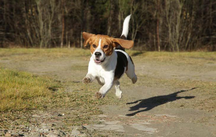 a beagle flying thru the air