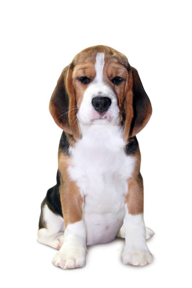 this beagle has a bit of an attitude