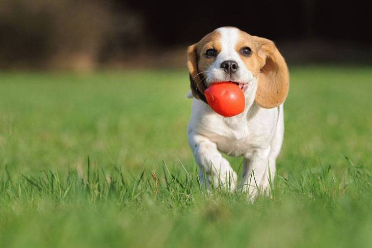 beagle puppy playing ball