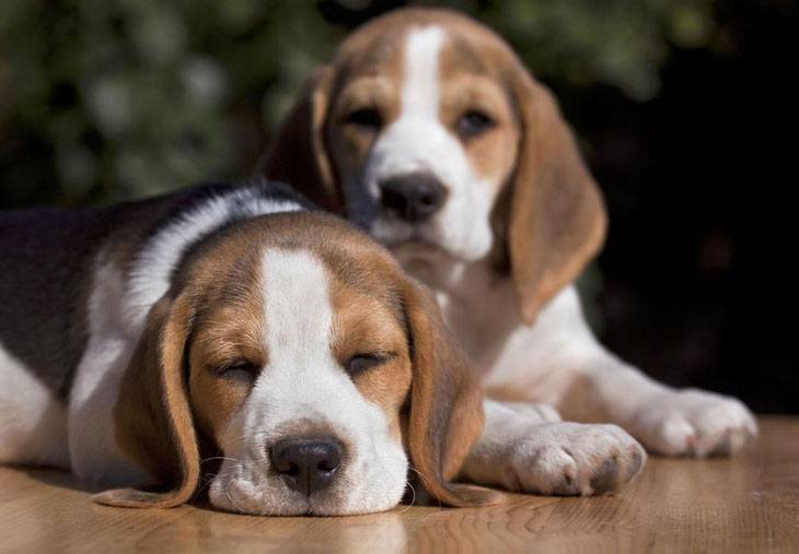 two beagles taking a nap