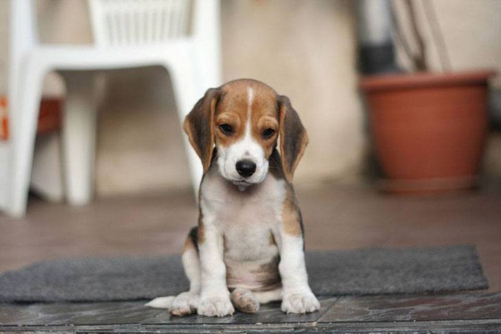 lonely beagle puppy looking for a playmate