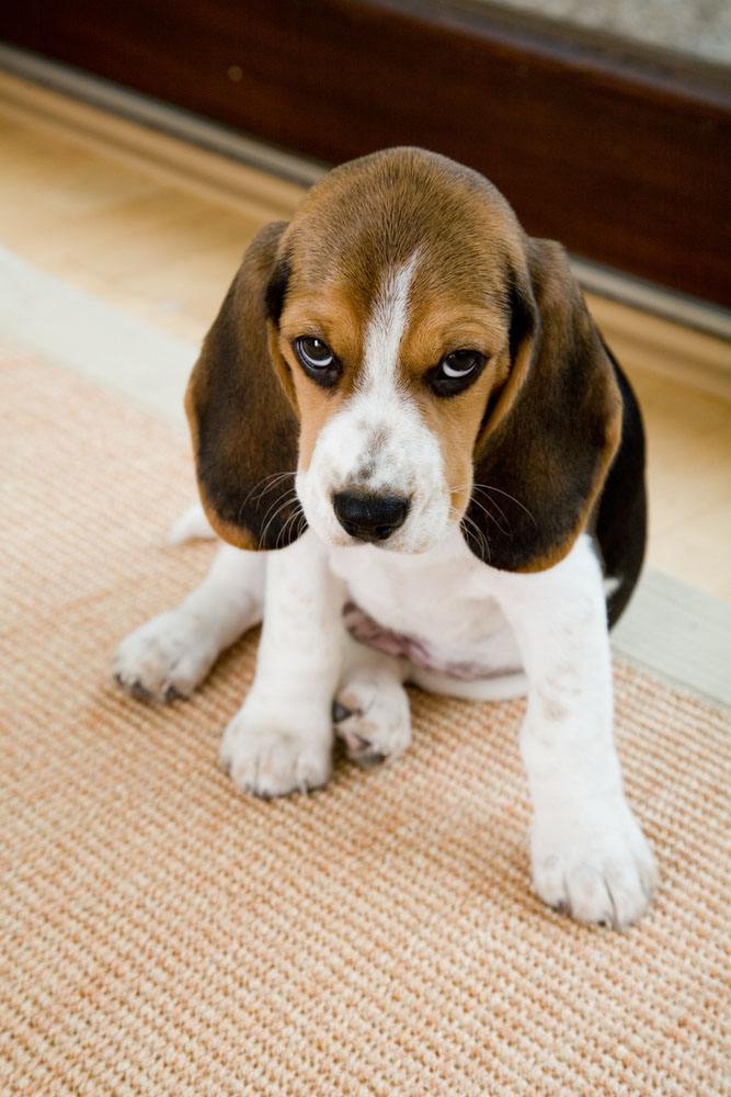 guilty looking beagle