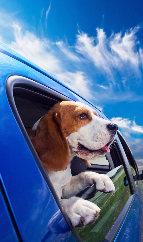 beagle with it's head out the car window