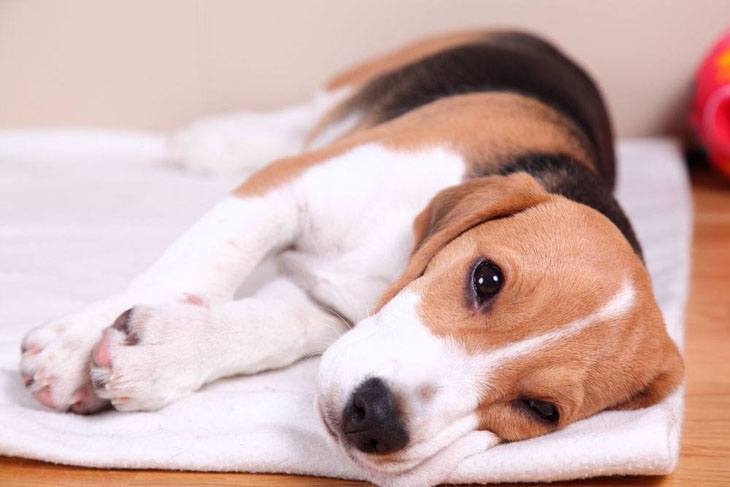 resting beagle