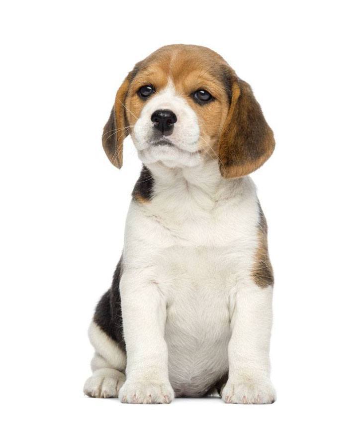 cute beagle puppy looking for some love