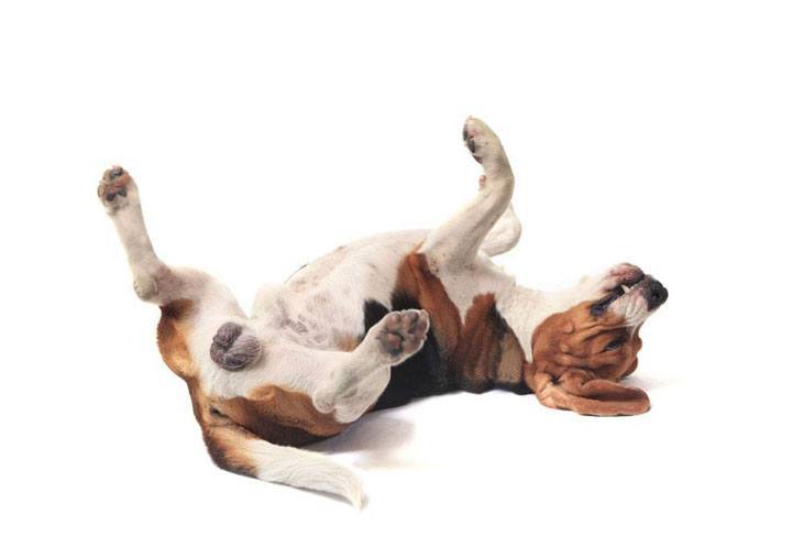 beagle dog rolling around on it's back
