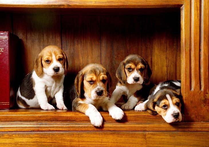 beagle puppies smelling bacon