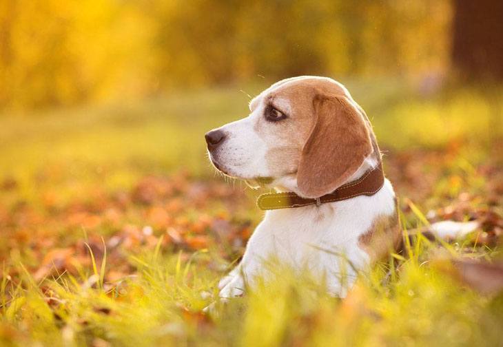 beagle out in the field hunting game