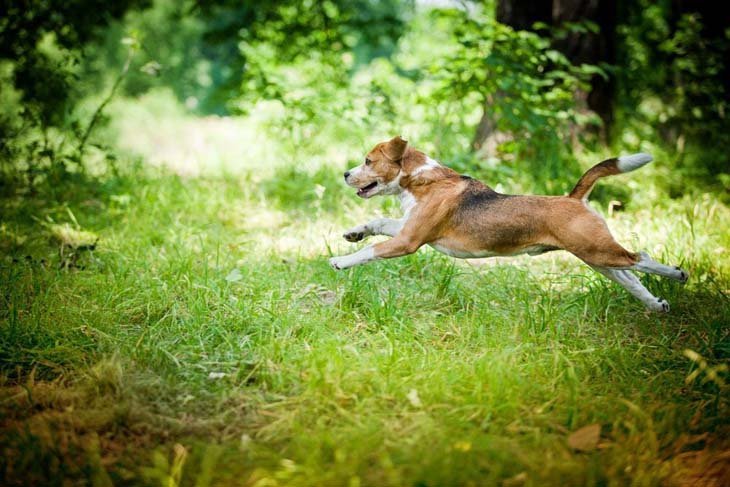 beagle dog frolicking in the forest