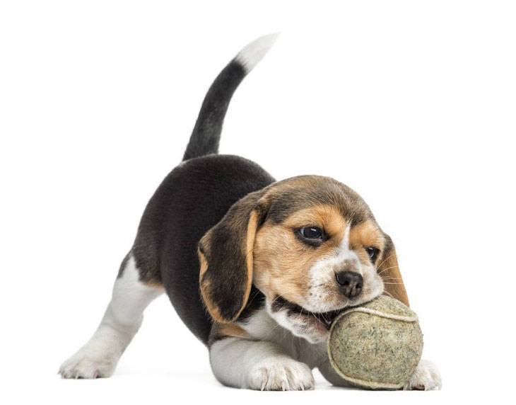 cute beagle puppy playing ball