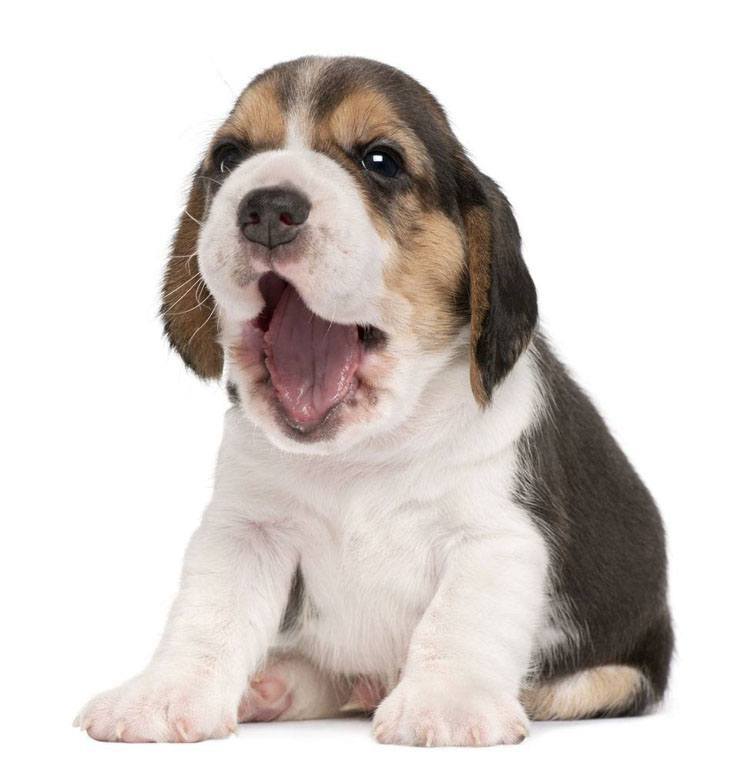 beagle pup yawning