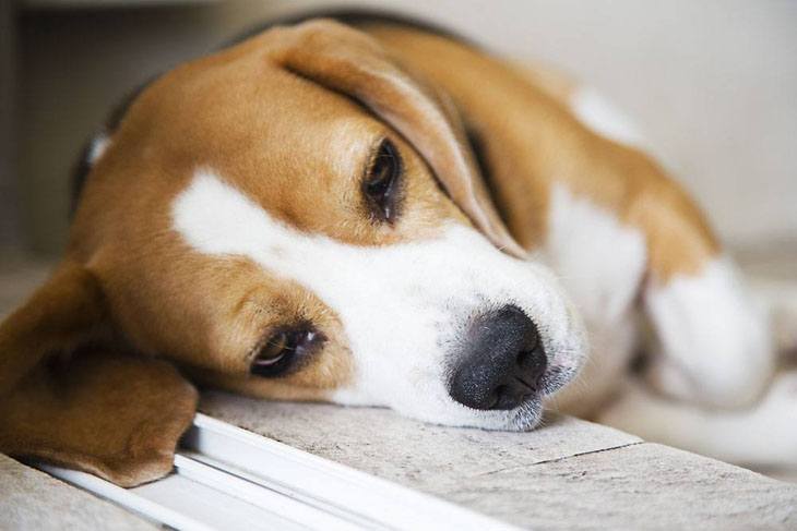 beagle waiting for his owner to come home