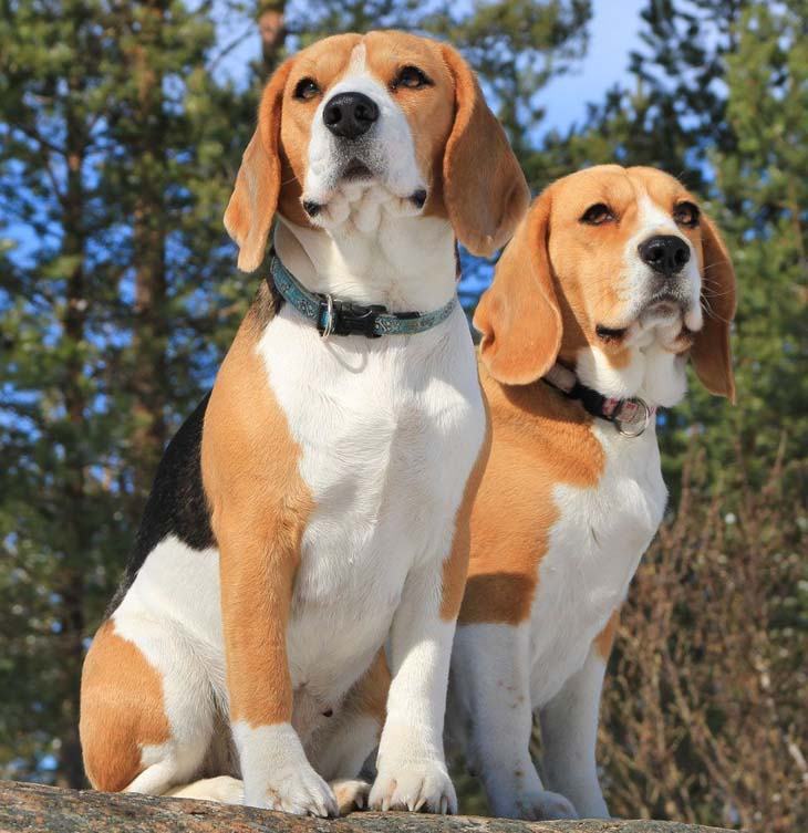 two beagles ready for playtime