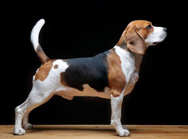 beagle profile