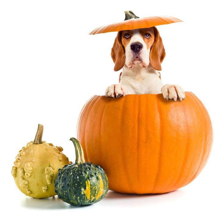 beagle popping out of a pumpkin