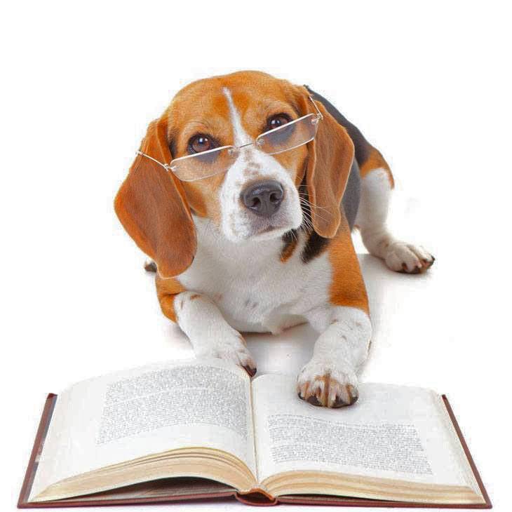 smart beagle reading a book