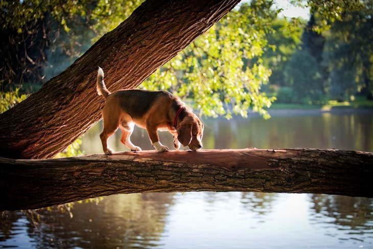 beagle in the outdoors