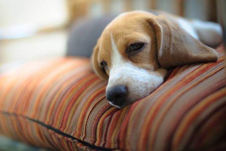 beagle ready to take a nap