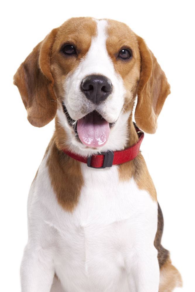 beagle dog posing for the camera