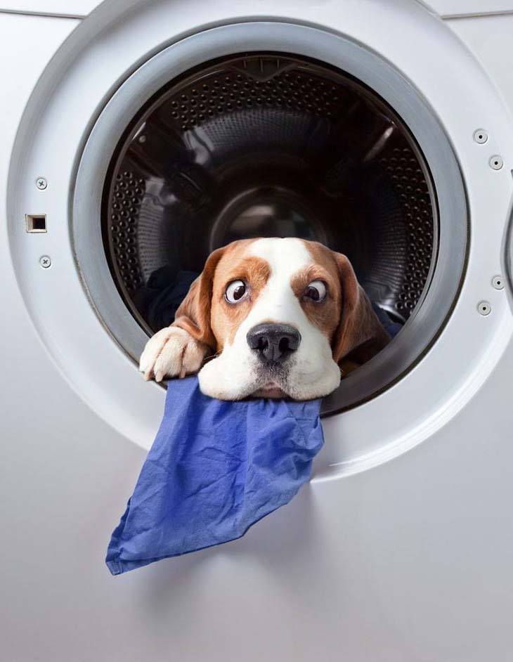 beagle exiting the clothes dryer