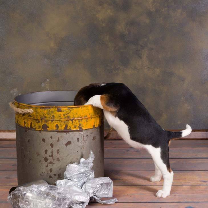 beagle puppy digging in the trash can