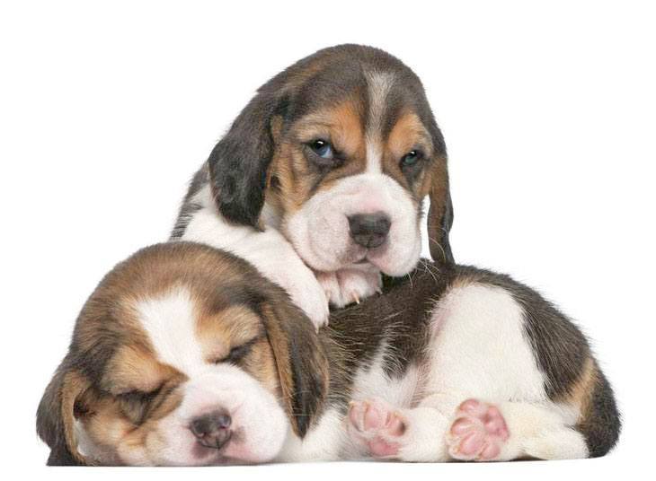 two beagle puppies looking cute