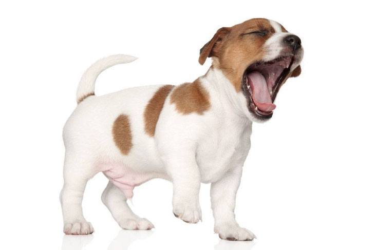 beagle  puppy yawning