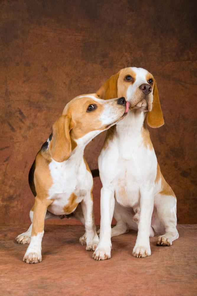 two beagles kissing