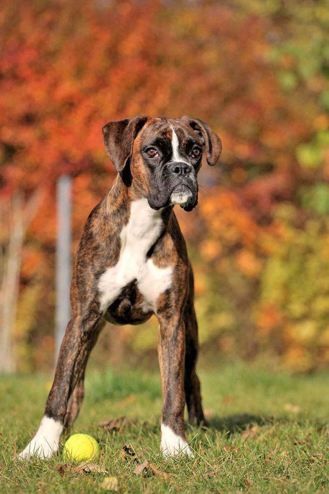 this boxer wants to play ball