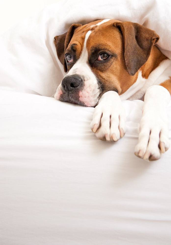 boxer dog peeking from under the bed covers