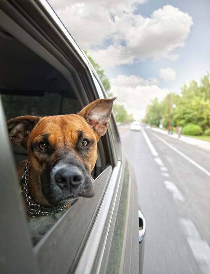 boxer with head out of car window