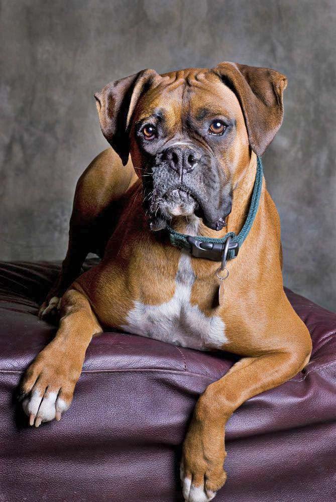 handsome boxer dog posing for the camera