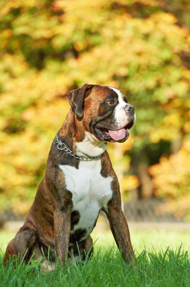 boxer enjoying a beautiful fall day