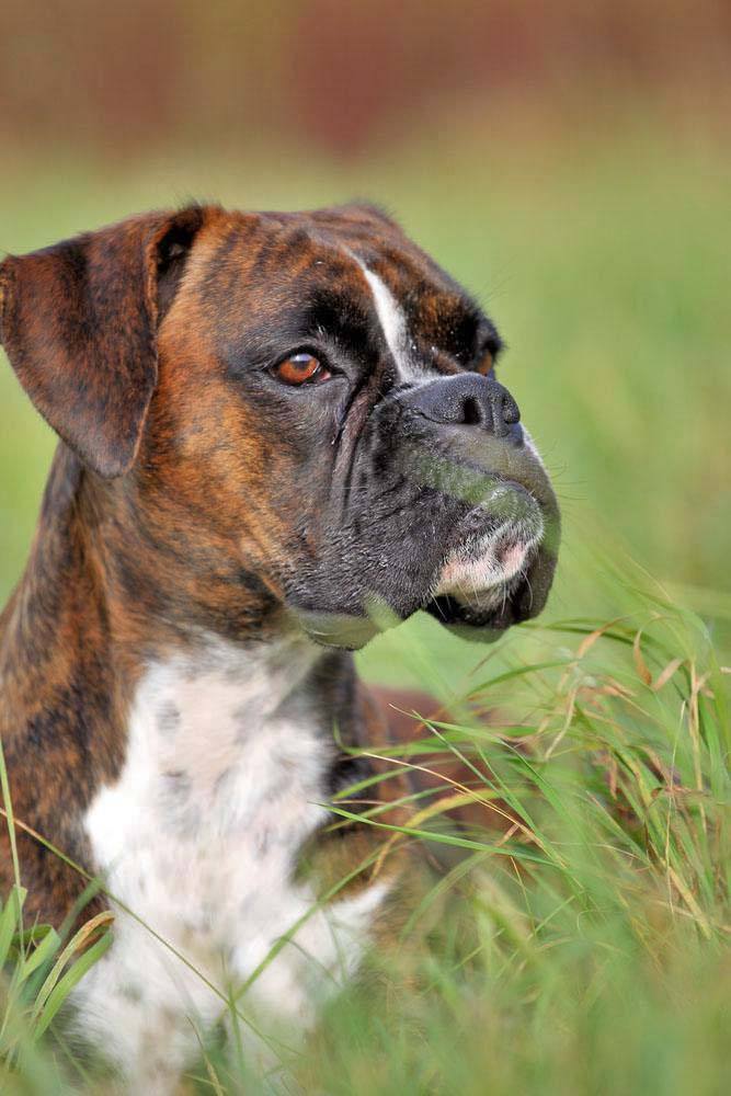 this boxer just spotted the new cat next door