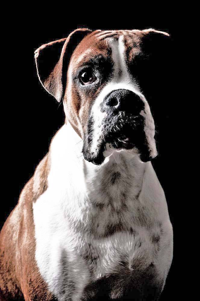 photo of handsome boxer dog