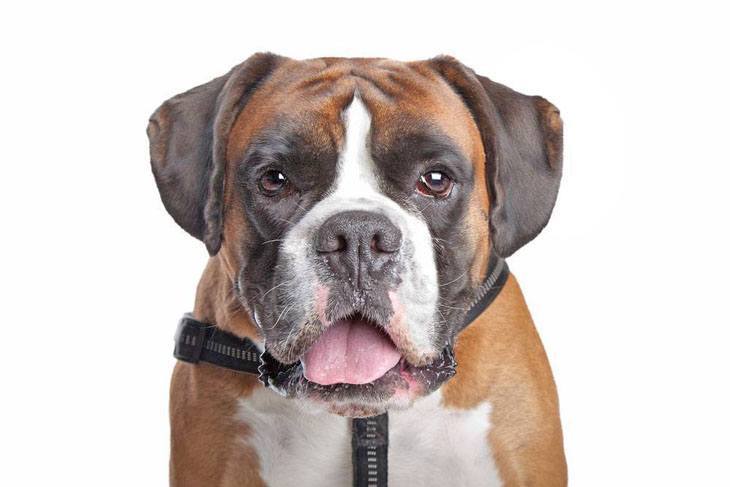 boxer dog ready for a walk