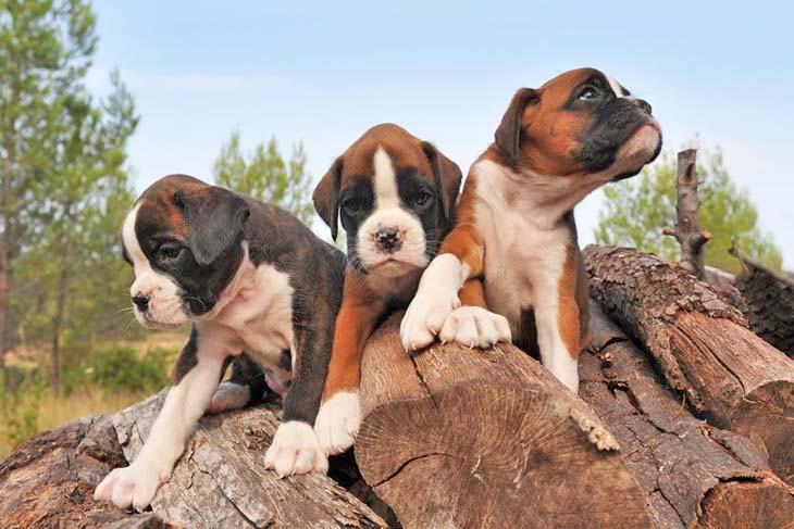 three cute boxer puppies getting ready to pounce