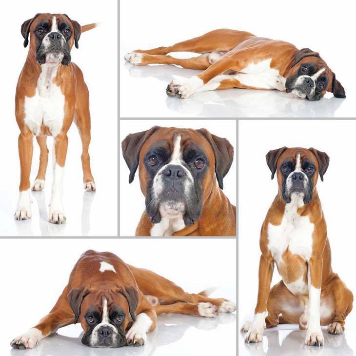 boxer dog collage