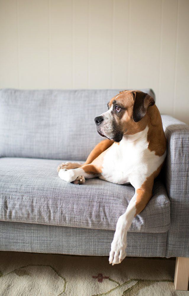 boxer waiting for it's owner to come home